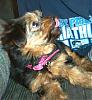 Let's see your tongue pictures!-daisy18.jpg