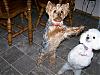 Come On, Give Me a Treat-100_1076_1.jpg