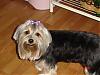 Sophie went to the groomers yesterday.-album-3-076-320-x-240-.jpg