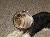 Sophie went to the groomers yesterday.-album-3-082-320-x-240-.jpg