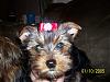 loading some updated photos of my yorkies-gidgetredbow.jpg