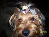loading some updated photos of my yorkies-letsplaysomefootball.jpg