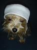 Tinkerbell wearing a cap!!! I think she doesn't like it!!-picture-2267.jpg