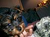 My new puppy-Toto!-100_0018.jpg