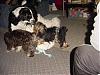 Play Time + 8 dogs = loads of fun and lots of pictures!!!-playtime-2.jpg