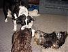 Play Time + 8 dogs = loads of fun and lots of pictures!!!-playtime-10.jpg