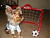 A Goalkeeper for the YT Soccer Team!!!!!-soccer-2.jpg