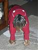 Best Yorkie Butt-cimg4268.jpg