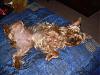 Best Yorkie Butt-cheesecake-002-750-x-562-.jpg