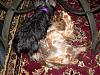 Best Yorkie Butt-my-2-playing-014-568-x-426-.jpg