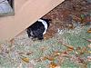 Best Yorkie Butt-pups-yard-011-572-x-428-.jpg