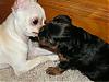 Puppy LOVE !!!-ttandbabygirl-011607-003.jpg