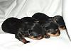 We are two weeks old!!-pups2weeks.jpg