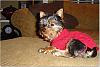 Izzy is 5 Months Old!-red-sweater2_12.23.jpg