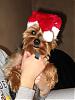 Wookie not loving his santa hat-img_2137.jpg