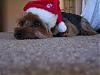 Wookie not loving his santa hat-img_2143.jpg