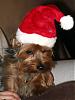 Wookie not loving his santa hat-img_2134.jpg