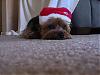 Wookie not loving his santa hat-img_2144.jpg