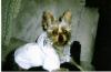 Kipper The Fire Dog!-resize-resize-scan0005.jpg