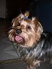 Brownie new haircut-cimg4532.jpg