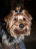 Brownie new haircut-cimg4539.jpg