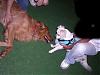 LETS SEE THOSE LITTLE DOGS with BIG DOGS !!-cimg2146.jpg