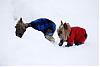 Jack gets a lesson in burying his head in snow-img_9366.jpg