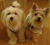 LETS SEE THOSE LITTLE DOGS with BIG DOGS !!-picture-2359.jpg