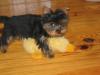 OMG I caught my baby humping her stuffed puppy?-picture-009.jpg