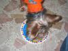 Rambo's Birthday Pictures...-ramboparty11.jpg