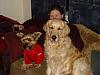 LETS SEE THOSE LITTLE DOGS with BIG DOGS !!-dougal-summer.jpg