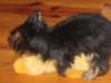 OMG I caught my baby humping her stuffed puppy?-picture-008.jpg