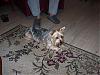 My Sister Adopted A 4yr Old Yorkie-molly1.jpg