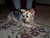 My Sister Adopted A 4yr Old Yorkie-molly2.jpg