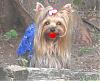 Bobbi.......Looking for his Valentine-cherilips.jpg