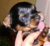 Let's see your tongue pictures!-tonguepict.jpg