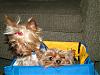 Pix of Pups in carseat (Here you go Cindy!)-mmseat4.jpg