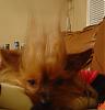 Yorkie Troll Doll-troll.jpg