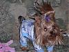 Yorkie Troll Doll-toto-dancing.jpg