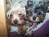 Pictures to Share !! :)-doggies2.jpg