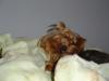 Chester is a contortionist!!!!-puppy-pictures-4-004-2-.jpg