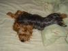 Chester is a contortionist!!!!-puppy-pictures-4-007-2-.jpg