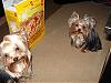 Pictures of my two... long overdue!-cereal.jpg