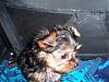 Everyone meet Lil Romeo...-yorkies-sautee-005-1.jpg