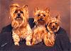 daisy, tiny henry, spritzer-image1.jpg