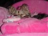 Look at what I found at Walmart!!!-pink-bed-4.jpg