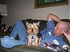 My Yorkie Zoey and Pics-picture-006.jpg