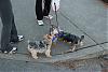 We Met a Yorkie on our Walk! And His Mom Joined YT After!-walk1.jpg