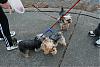 We Met a Yorkie on our Walk! And His Mom Joined YT After!-walk4.jpg