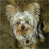 We Met a Yorkie on our Walk! And His Mom Joined YT After!-sept22-2006-011-medium-.jpg